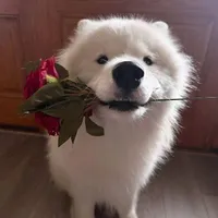 tác giả lười