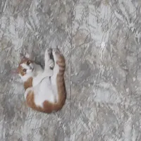 cân cả bình nguyên vô tận