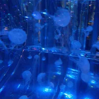 Người hầu nữ