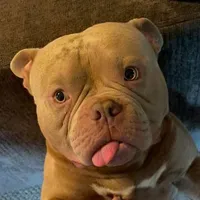 bé chó cute, siu hiền lành:33