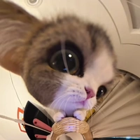 t/g bị khùm khùm