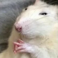Ân cutee