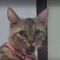 vũ