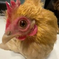 tiên