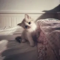 ⋆｡⊹˚ kwanii ₊⋆˚⊹