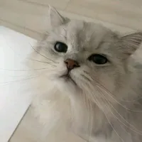 🐱