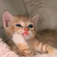 meow tổng😼
