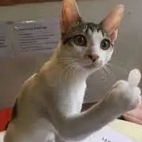 Mấy người đó