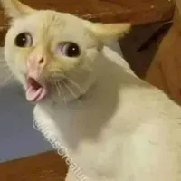 Mun( con mèo)