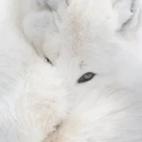 t/g