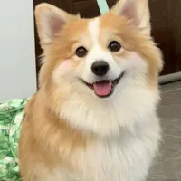 kim
