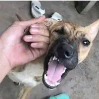 Tác giả: Qi