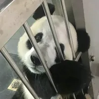 Tg hihi 🐼