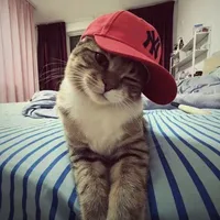 mèo_đỏ