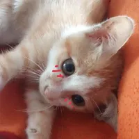 tg cute(đứa thích hóng darama)