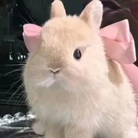 Thỏ