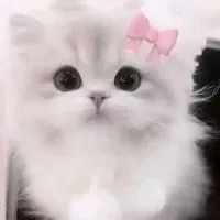 Mèo