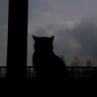 Catty