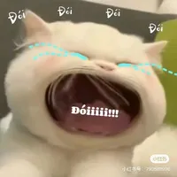 Y/N