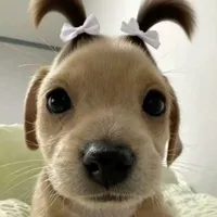 boà tg cutii