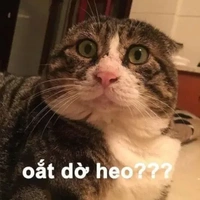 tổng hợp