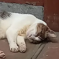 hệ thống méo méo