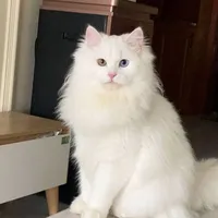 Mèo