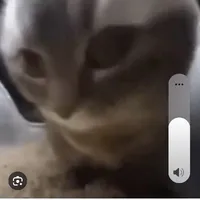 mít
