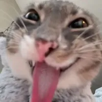 T/g ngáo=}