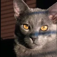 Laine ( Mèo Korat )