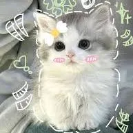 Bống dayy