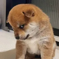 Tác giả