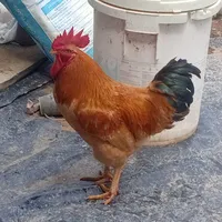 Pet T/g