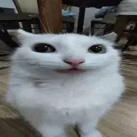 t/g