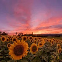 Sun Flower