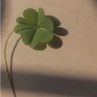 tác giả ✿⁹