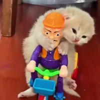 Mèo