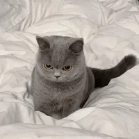 Mochi