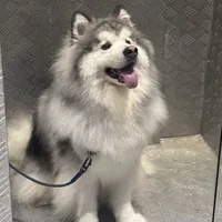Haku