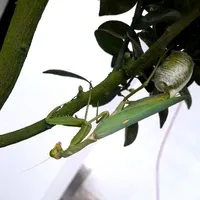 trợ lý bé nhỏ ( cốt tui )