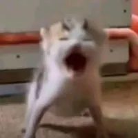 NVP