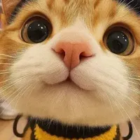 tác gia-mèo cute