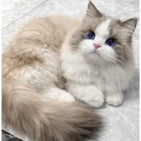 Mimi