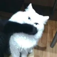 uhm