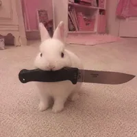 ★Chichi- 𝐂𝐡𝐢𝐧𝐚 Cute 🐰★