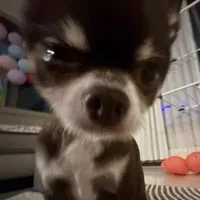 Cookie