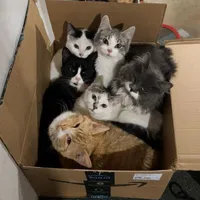 All mèo