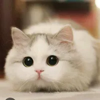 Kurt ( Pet Của T/G)