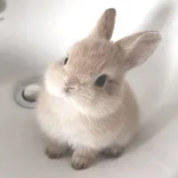 Bun3314