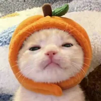 404